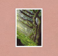 Light Through the Mossy Tree art print — light coming down through a mossy trunk